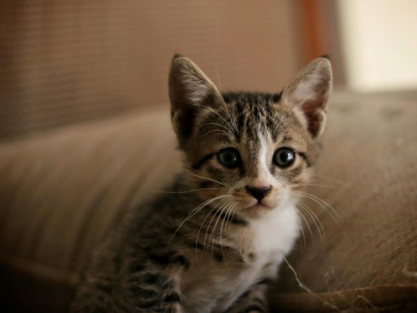 Wie entwickeln Tiere komplexe soziale Strukturen?