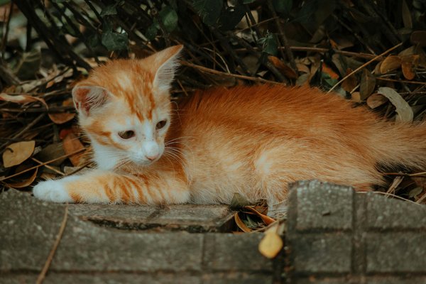 Welche Rolle spielen Katzen in der menschlichen Kulturgeschichte?