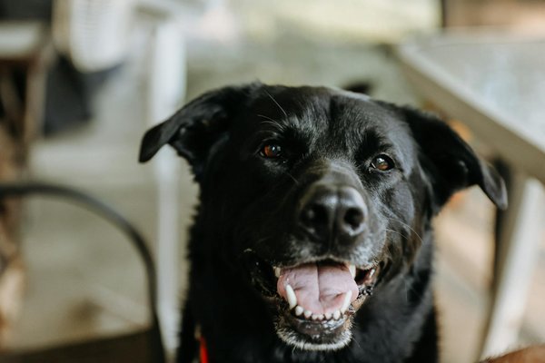 Wie wÃ¤hlt man das beste Hundefutter fÃ¼r Allergiker aus?